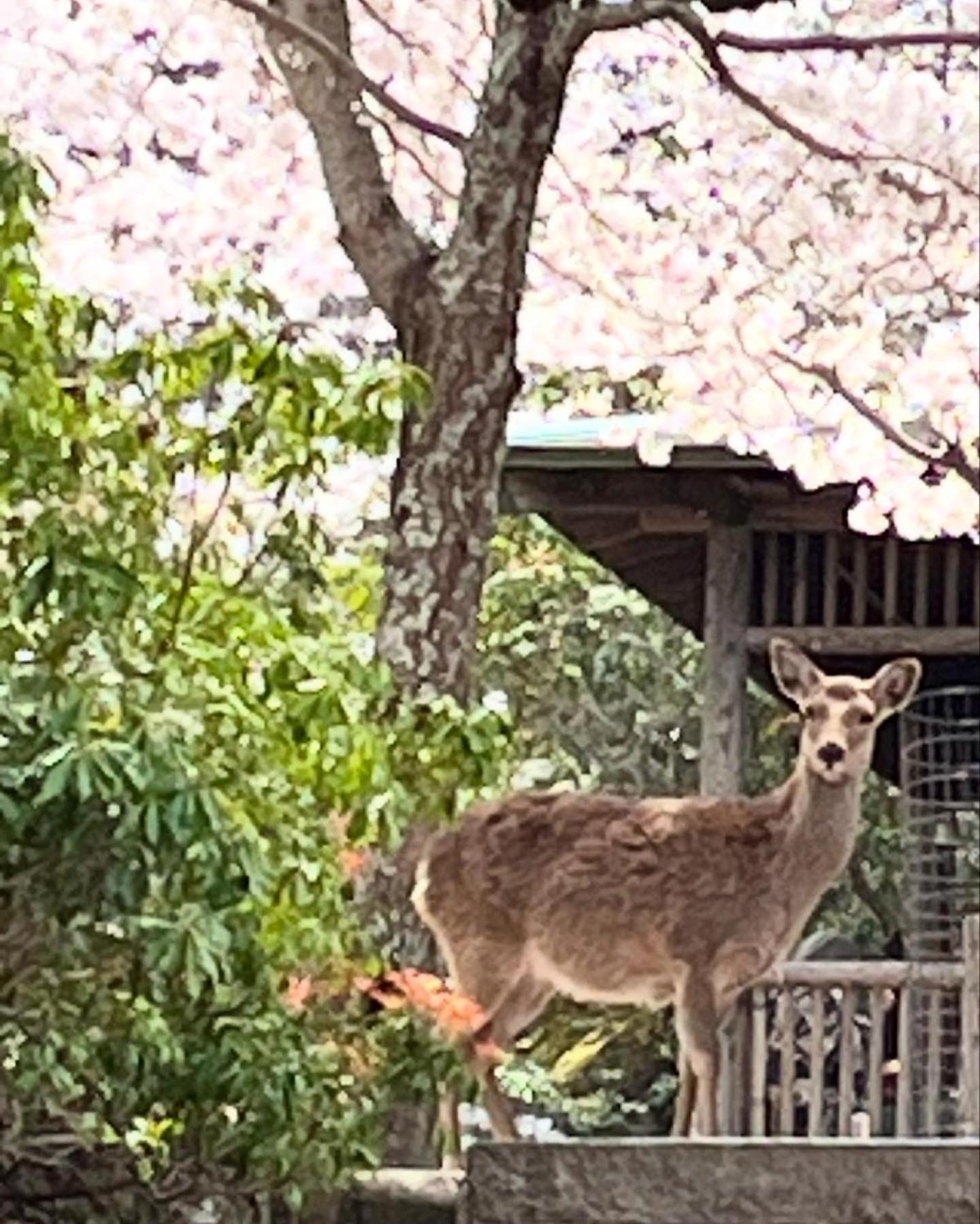 宮島 町家宿 進龍庵 ฮัทสึไคชิ ภายนอก รูปภาพ